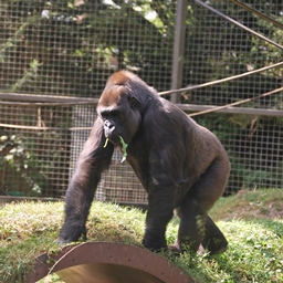 The Ultimate Zoo logo