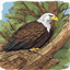 The Eagles Nest logo