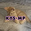 KYS-MP logo