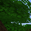 Mystic Tales SMP logo