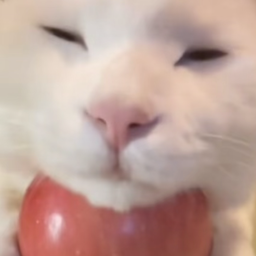 GatoCraft project image