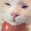 GatoCraft logo