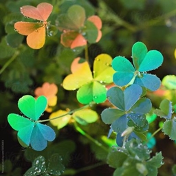 Shamrock Variety Pack