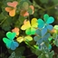 Shamrock Variety Pack logo
