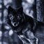 Werewolf Pack 4 logo