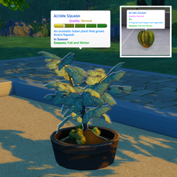 Acorn Squash (Harvestable)