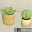 Artifical cactus set logo