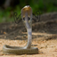 funny snake logo