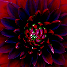 Dahlia project image