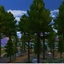 Pine wood camping area