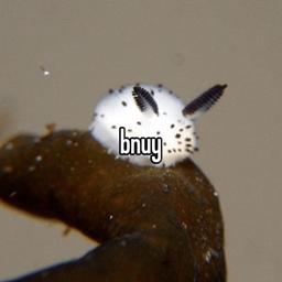 Bnuy Arise project image
