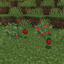 Tomatoes and strawberries logo