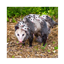 Dopossums logo