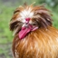 The Chicken Returns logo