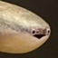 alex's caves addon logo