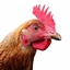 Dragons & Chickens logo