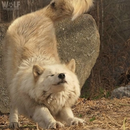 Wolfbound