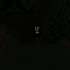 The Peeper logo