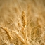 Harvest Valley Farming 2 logo