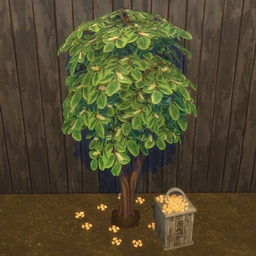 Walnut Harvestable & Plant