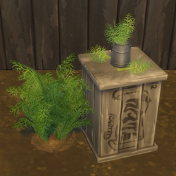 Dill Harvestable & Plant