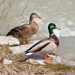 Quack! logo