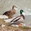 Quack! logo