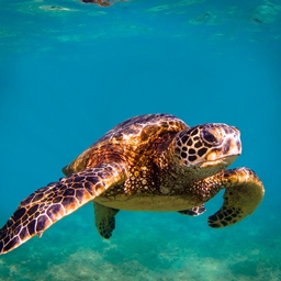 Turtle's Quest