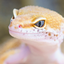 Geckolib Armor Compat