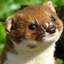 Code Name Weasel logo