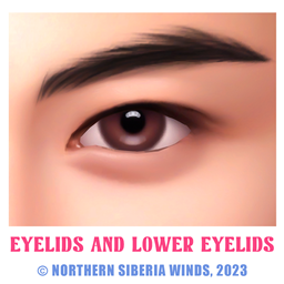 Eyelids №13 and Lower Eyelids №1