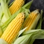 Corn SMP logo