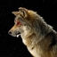 Wolven logo
