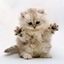 MIAO-More Items And Ores logo