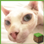 Emo the Cat RPG: Born from Ashes logo