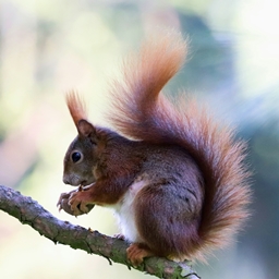 Picky Squirrel Origin project image