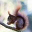 Picky Squirrel Origin logo