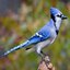 Birds n' Stuff logo