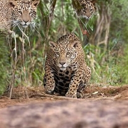 JaguarSMP logo