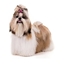 Shih Tzu Pack ++ logo