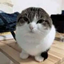 CircleCatAdventures logo